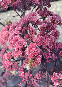 Sedum x Mojave Jewels  Ruby'